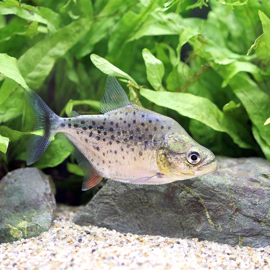 熱帯魚）ニューギニア・ダトニオ １７〜１９ｃｍ（１匹） 北海道・九州航空便要保温 ながく