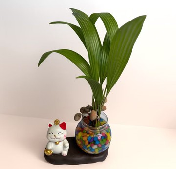 【招財貓可愛爆擊】竹柏/蒲葵水耕種植 送禮櫃檯辦公桌擺放