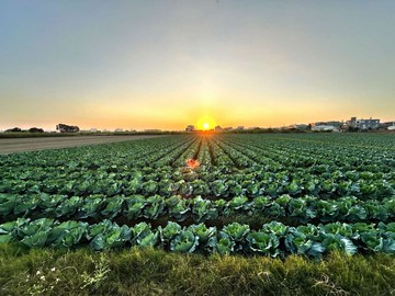 善化六分寮｜方正農地｜台南市善化區六分寮
