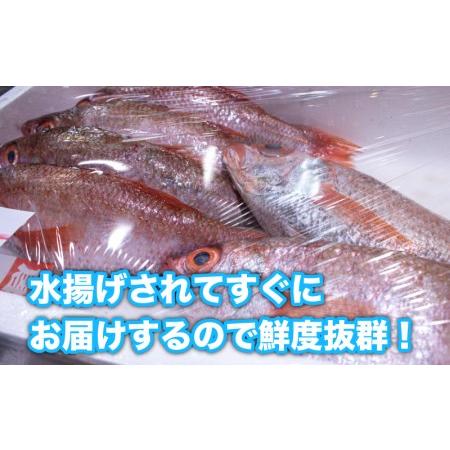 ふるさと納税 のどぐろ 500g up 1尾 特大 サイズ 冷蔵 アカムツ 下関 唐戸市場 直送 のどぐろ 下関名産のどぐろ 下関水揚げのどぐろ 高級魚の.. 山口県下関市