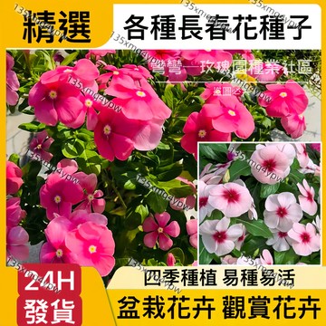 現貨 長春花種子（250粒）四季種植 多年生 報春花種子 日日春花籽 四季播種 耐寒耐熱種植 四季陽臺庭院盆栽 花卉植物