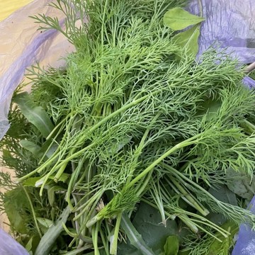 🌿（小茴香種子）今年新種子 香料種籽 一年四季割茬香草種子 四季常青 懶人易種蔬菜種籽 陽臺農家庭院盆栽地栽種子