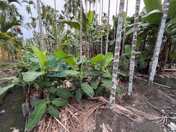 低總價!近東勢國小難得釋出稀有建地｜屏東縣內埔鄉竹圍段