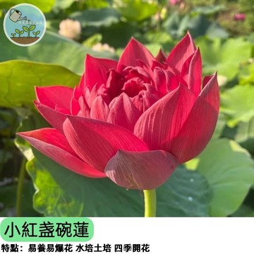 🌸【陽台蓮花夢】小紅盞碗蓮種子 迷你荷花 超迷你睡蓮 開花不斷 盆栽蓮花 辦公室療癒小物  新手必成 四季開花