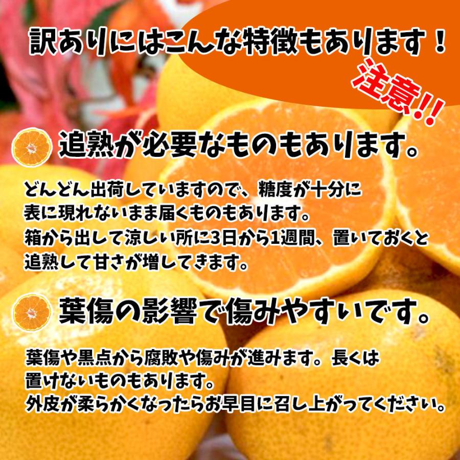 みかん 訳あり 箱買い 愛媛みかん 温州みかん 10ｋｇ 愛媛 みかん 送料無料