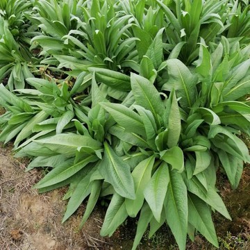 🥬【苦麥菜種子】兔兒菜種子 鵝仔菜種子/耐病蟲不挑土/生長快速產量高/陽台盆栽可持續採收/播種到採收僅需25天