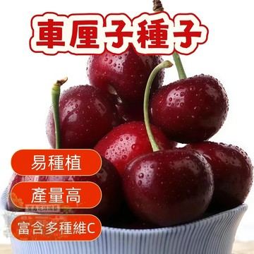 🍒（車厘子種子） 當季新籽 發芽率高 新手好種易活 產量高 香甜可口 營養豐富 陽台庭院盆栽#超優惠