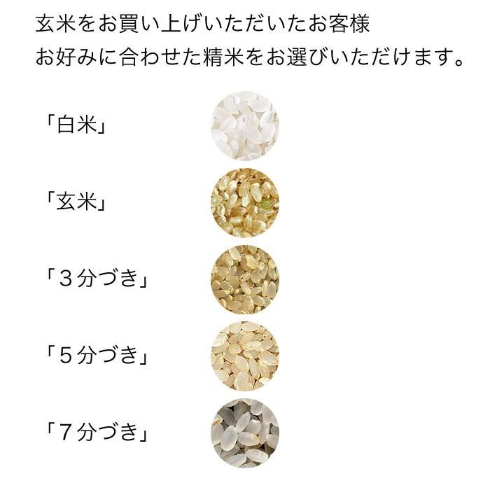 新米 米 10kg 5kg×2袋セット お米 玄米 ななつぼし 北海道産 特別栽培米 玄米 白米 分づき米 令和5年産 送料無料