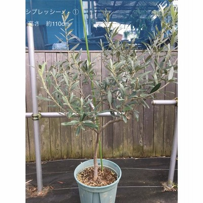 小倉園 オリーブ・シプレッシーノ 8号鉢 オリーブの木 鉢植え