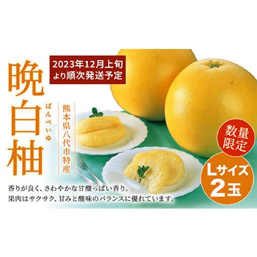 ふるさと納税 熊本県 八代市 数量限定 八代市特産 晩白柚 Lサイズ 2玉