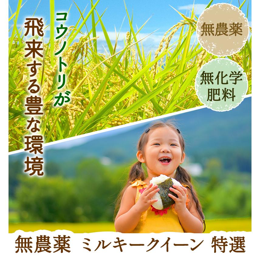 無農薬 玄米 米 3kg 新米入荷 無農薬 ミルキークイーン 特選 令和5年福井県産 送料無料 無農薬・無化学肥料栽培