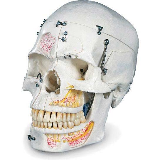 無料健康相談付 3B社 人体模型 頭蓋骨模型 頭蓋10分解デラックス