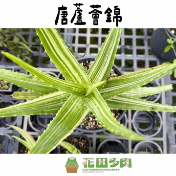 《花田多肉》🌵【唐蘆薈錦】 3吋盆 蘆薈/多肉/多肉植物/戶外植物/錦斑/出錦/園藝/盆栽/塊根/龍舌蘭/觀葉