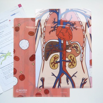 生物學 人體循環系統 A4文件夾