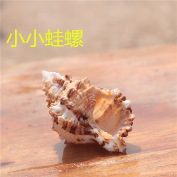 天然超小石號螺金口蛙螺海螺殼工藝品貝殼擺件魚缸造景家居裝飾品