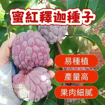 熱銷 🍃  （蜜紅釋迦種子）當季新籽 發芽率高 新手好種易活 產量高 香甜可口 營養豐富 陽台庭院盆栽#超優惠