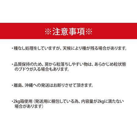 ふるさと納税 CZ001 ぶどう種なしおまかせセット 岩手県紫波町