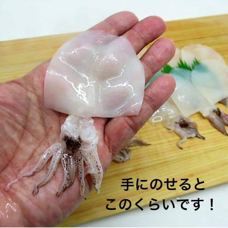 寿司 無添加 生食用 ゲソ付き やりいか姿 12g×10枚 寿司ネタ 冷凍便 　生食用　のせるだけ　刺身用　海鮮丼　手巻き寿司