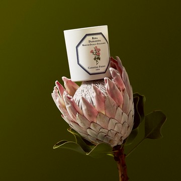 【Carrière Frères】花中皇后 大馬士革玫瑰185g 香氛蠟燭l生日禮物 官方推薦 送禮首選 聖誕禮物