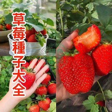 台灣發貨【草莓種子大全】 香甜奶油草莓 盆栽植物種子 四季陽台庭院盆栽水果種子 沾土就活  高產抗病 耐寒耐熱種植