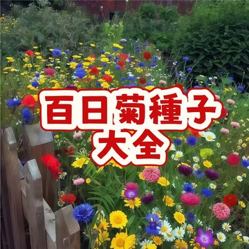 熱銷 🌼（百日菊種子大全）當季新籽 七彩重瓣 多色可選 花香濃郁  新手易種植 花海景觀賞花卉庭院陽台#超優惠