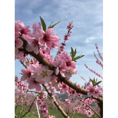 ふるさと納税 山形県 山形白桃2kg　朝採り当日発送　品種おまかせ(4〜9玉)