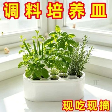 💢臺灣出貨💢家用無土水培蔥花種植盒套裝免土室內快速收割陽臺窗臺家庭食品級