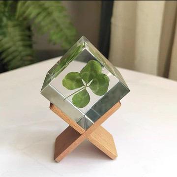 幸運草標本/真實的四葉草