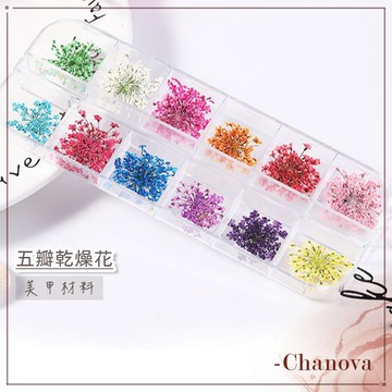初諾美甲材料 美甲乾燥花 五瓣乾燥花 蕾絲花 乾燥押花 美甲素材 美甲乾燥小花 花花 押花 乾燥花 乾花 美甲材料 美甲
