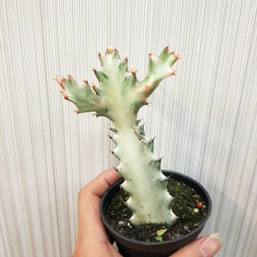 P老闆園藝~帝國錦 仙人掌 3吋盆