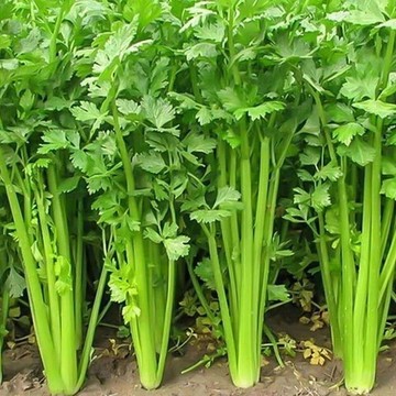🥬（四季芹菜種子）  今年新種 香味濃郁黃心芹菜種子  四季香芹菜種子 雞蛋黃水果芹菜種子 四季家庭田園庭院盆栽種植