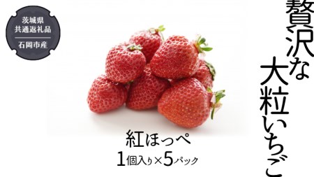 贅沢な大粒いちご （ 紅ほっぺ ） 1個入り× 5パック  （県内共通返礼品：石岡市産） フルーツ 果物 デザート いちご イチゴ 苺 季節