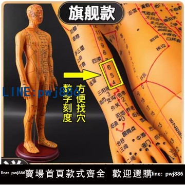 【便宜有好貨】清晰針灸圖假人刻字腧穴教學經絡人體穴位模型硅膠超清帶數字醫用
