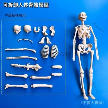 🎇免運特價✨人體器官玩具人體骨架模型仿真醫學拚裝軀幹結構內臟科敎類玩具#免運