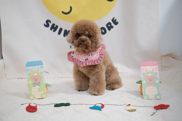 粉紅色木芥子 花邊款