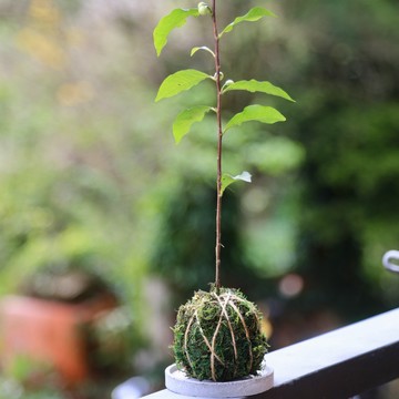代收代付-南投 Hugosum和菓森林紅茶莊園｜尋茶之旅-植樹大師_單一