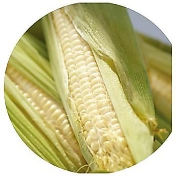 【拈花微笑】白糯玉米｜種子｜5g｜非基因改造種子｜蔬菜｜蔬果｜有機無毒｜高發芽率