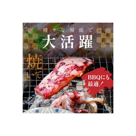 ふるさと納税 イカ・イカ焼き用「冷凍」／BBQに最適！ 白イカ（ケンサキイカ） 調理済み 正味1.5kg（6〜12匹） ※小分け真空包装 イカ焼き・イ.. 京都府京丹後市