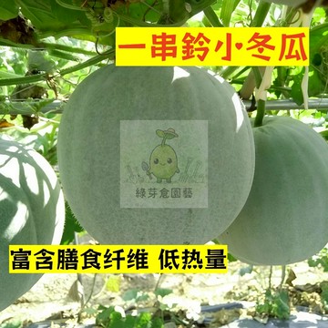 🌱早熟高產 一串鈴小冬瓜種子DG-6 富含维生素C及膳食纤维‌ 口感鲜嫩 金瓜種子 抗病抗旱易種植 高產爬藤蔬菜種子