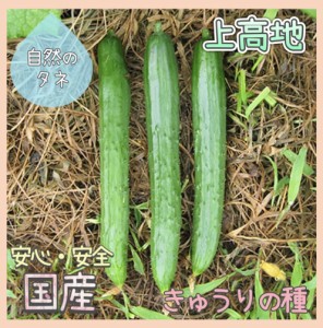 「上高地」 きゅうりの種 化学肥料 農薬不使用で栽培 家庭菜園 種 タネ きゅうり 野菜 胡瓜