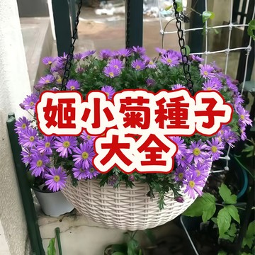 次日達-（姬小菊種子大全）當季新籽  發芽率高  開花爆盆 新手小白好養 易存活 好打理鮮花 陽台庭院盆栽#超優惠