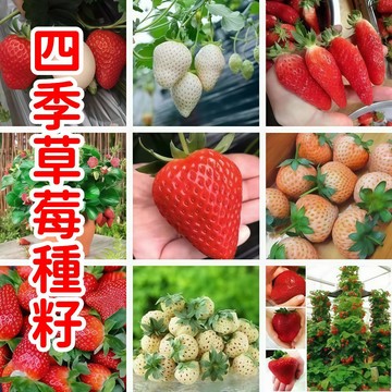 💥💥【多款款四季草莓種籽】 四季結果草莓種籽多款可選，家庭園藝盆栽首選，甜香高產易種植，新手也能大豐收！