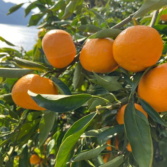 販売期間2023 12 20まで 果物 オレンジ・その他みかん 木取りはれひめ10kg 産地直送