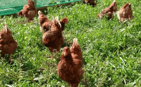 王様の卵 ヨード入 60個 平飼い 地鶏 有精卵 濃厚 卵 こだわり卵 たまご