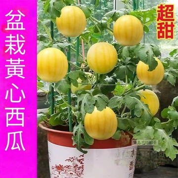 🍉稀有黃肉盆栽西瓜（20粒）超甜蜂蜜盆栽小西瓜種子薄皮少籽紅瓤陽臺菜園水果種籽菜種批發 四季種植