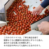 毎日食べたい石黒さんちの ミニトマト たっぷり 3kg 岡山県 瀬戸内市産 石黒農園