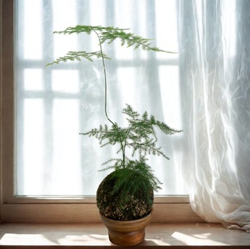 【文竹苔球】室內植物/ 室內盆栽