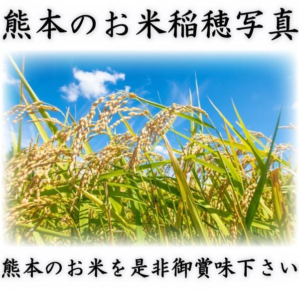 お米 米 10kg 玄米 送料無料 熊本県産 森のくまさん 新米 令和5年産 あすつく 5kg2個 くまもとのお米 富田商店 とみた商店