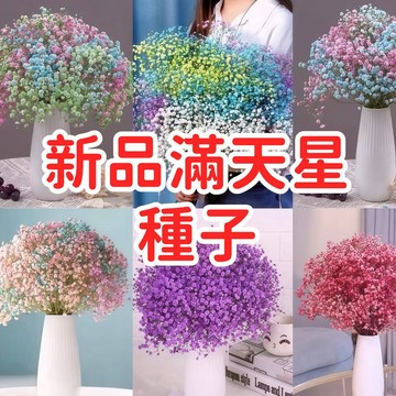 【新品滿天星種子】開花容易 爆盆 花卉種子 花種子 盆栽 陽台 園藝 開花盆栽 佈置 花禮 四季種 新手推薦 當季新種