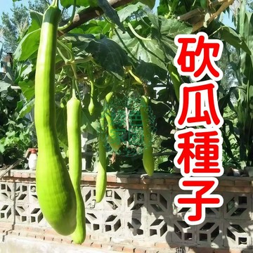 🔪【砍瓜種子】神秘自癒金鐘罩！隨砍隨吃不斷藤，陽台奇觀震撼來襲～新手必入超療癒瓜種，限量搶購中！